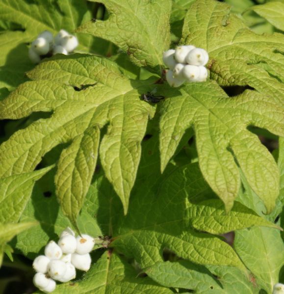 Fieberwurz (Triosteum pinnatifida)