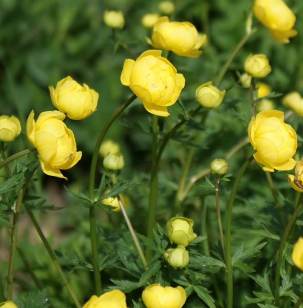 Trollblume Helios (Trollius x cultorum Helios)