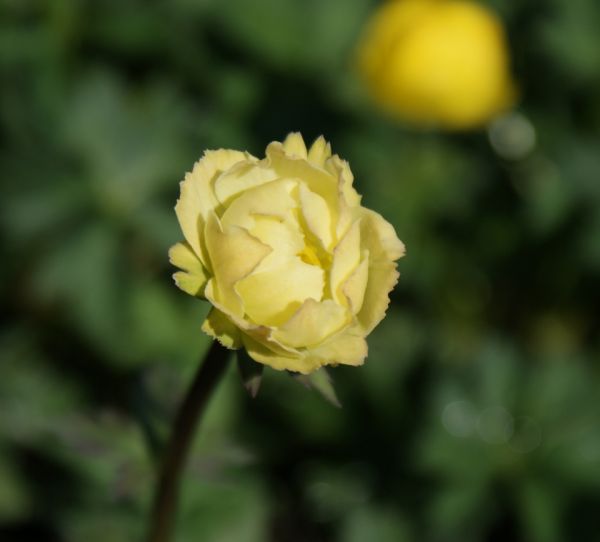 Trollblume Taleggio (Trollius x cultorum Taleggio)