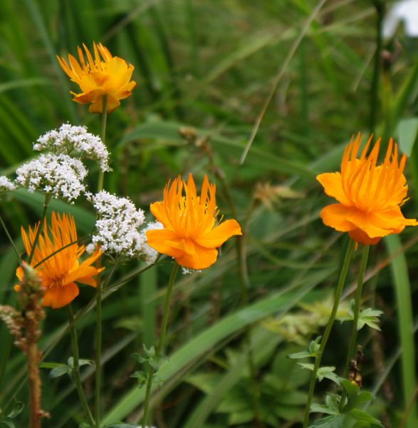 Trollblume Golden Queen, Goldkönigin (Trollius chinensis Golden Queen, Goldkönigin)