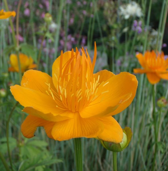 Trollblume Golden Queen, Goldkönigin (Trollius chinensis Golden Queen, Goldkönigin)