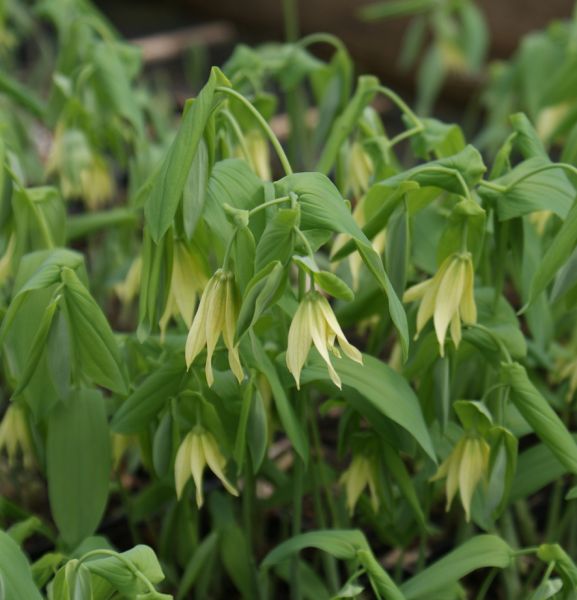 Trauerglocke (Uvularia flava)