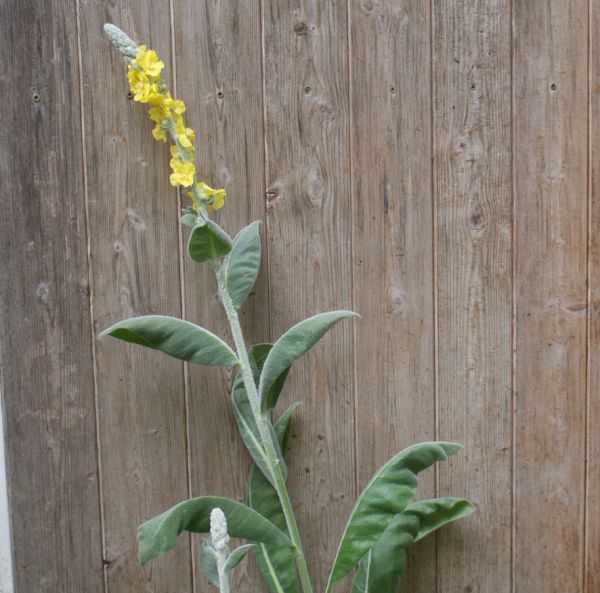 Seidenhaar-Königskerze (Verbascum bombyciferum)