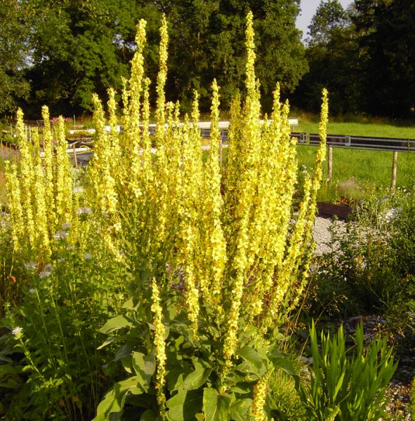 Österreichische Königskerze (Verbascum chaixii, Verbascum austriacum)