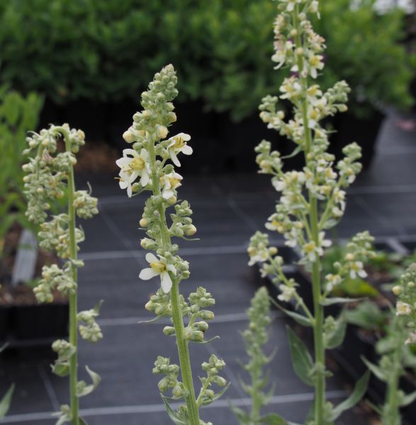 Mehlige Königskerze (Verbascum lychnitis)