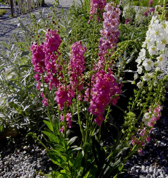 Purpur-Königskerze (Verbascum phoeniceum)