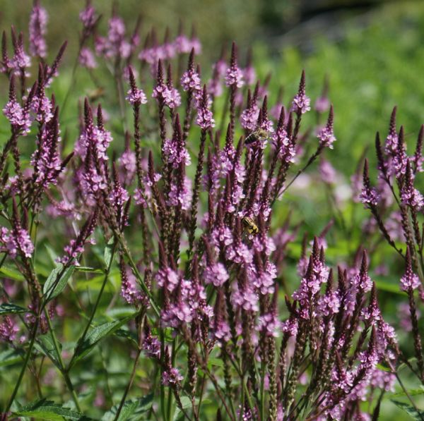 Lanzen-Eisenkraut Pink Spires (Verbena hastata Pink Spires)