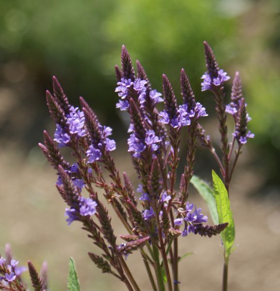 Lanzen-Eisenkraut Blue Spires (Verbena hastata Blue Spires)