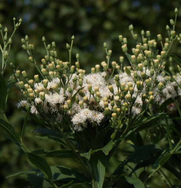 Arkansas-Scheinaster Alba (Vernonia crinita Alba, Vernonia arkansana Alba)