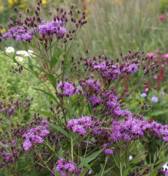 Arkansas-Scheinaster (Vernonia crinita, Vernonia arkansana)