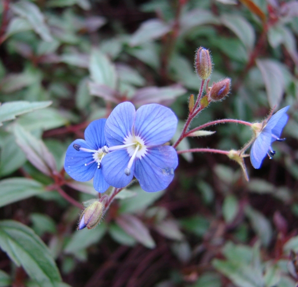 Polster-Ehrenpreis Georgia Blue (Veronica peducularis Georgia Blue)