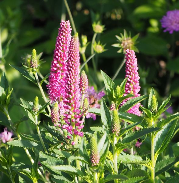 Wiesen-Ehrenpreis First Love (Veronica longifolia First Love, neu: Pseudolysimachion longifolium First Love)