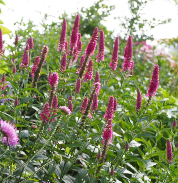 Wiesen-Ehrenpreis First Love (Veronica longifolia First Love, neu: Pseudolysimachion longifolium First Love)