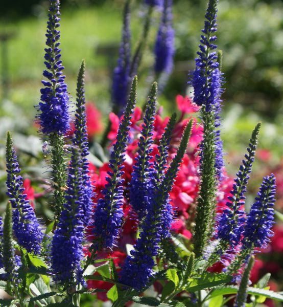 Wiesen-Ehrenpreis Blauriesin (Veronica longifolia Blauriesin, neu: Pseudolysimachion longifolium Blauriesin)