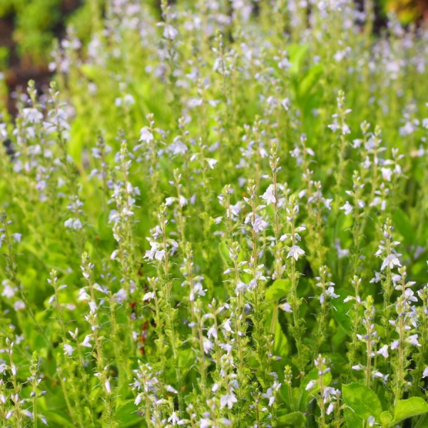 Gemeiner Ehrenpreis (Veronica officinalis)