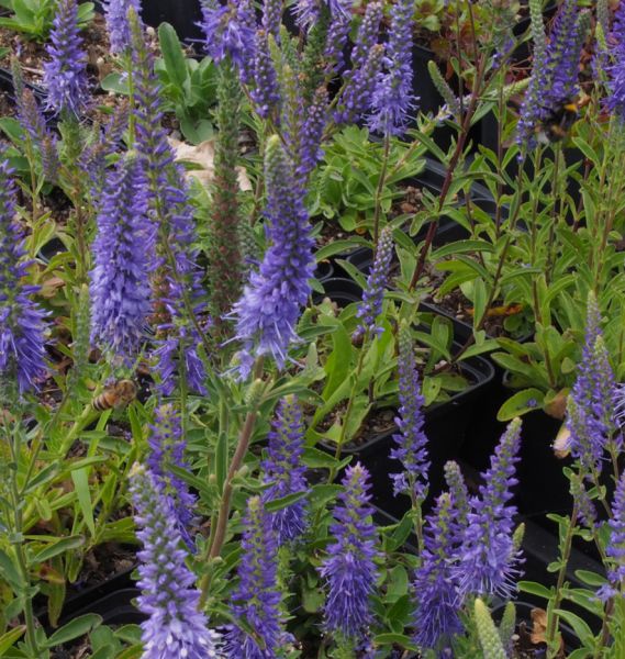 Teppich-Ehrenpreis Nana Blauteppich (Veronica spicata Nana Blauteppich)