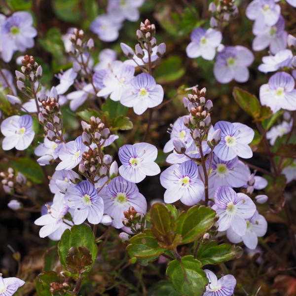 Polster-Ehrenpreis, Gewitterblümchen Mme Mercier (Veronica petraea Mme Mercier)