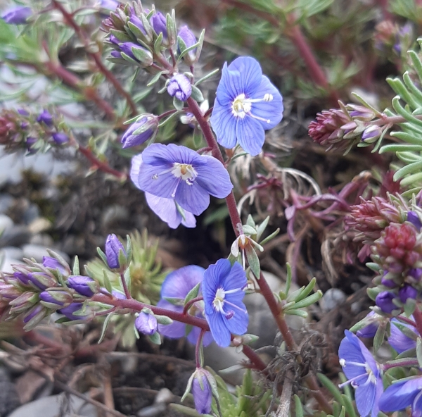 Polster-Ehrenpreis (Veronica armena)