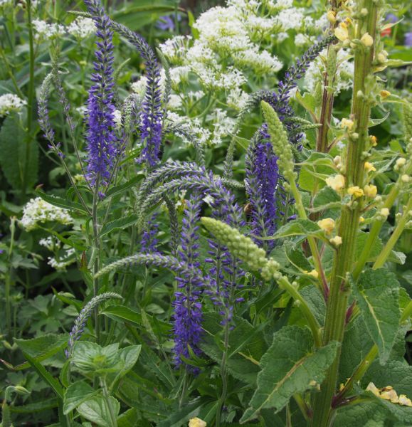 Wiesen-Ehrenpreis, Blauweiderich (Veronica longifolia, neu: Pseudolysimachion longifolium)