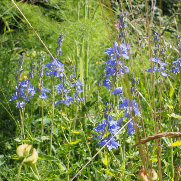 Büschel-Ehrenpreis (Veronica teucrium)