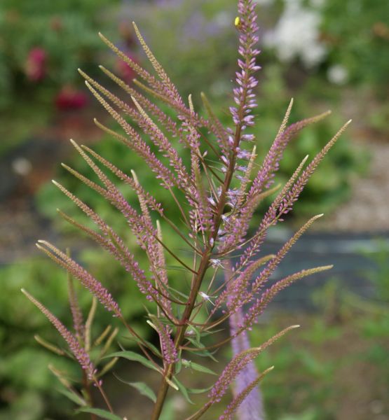 Kandelaber-Ehrenpreis Adoration (Veronicastrum virginicum Adoration)