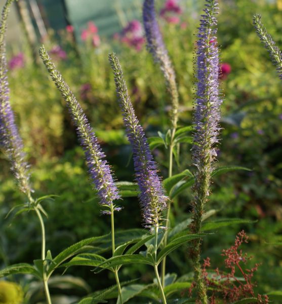 Kandelaber-Ehrenpreis Apollo (Veronicastrum sibiricum Apollo)