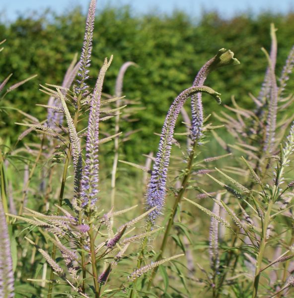 Kandelaber-Ehrenpreis Faszination (Veronicastrum virginicum Fascination)