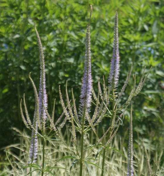 Kandelaber-Ehrenpreis Lavendelturm (Veronicastrum virginicum Lavendelturm)