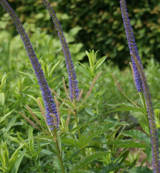 Kandelaber-Ehrenpreis Kobaldkaars (Veronicastrum sibiricum Kobaldkaars)