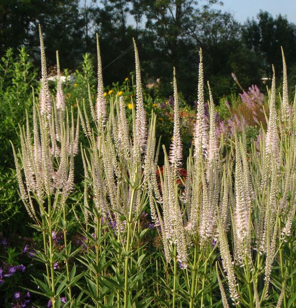 Kandelaber-Ehrenpreis Pink Glow (Veronicastrum virginicum Pink Glow)