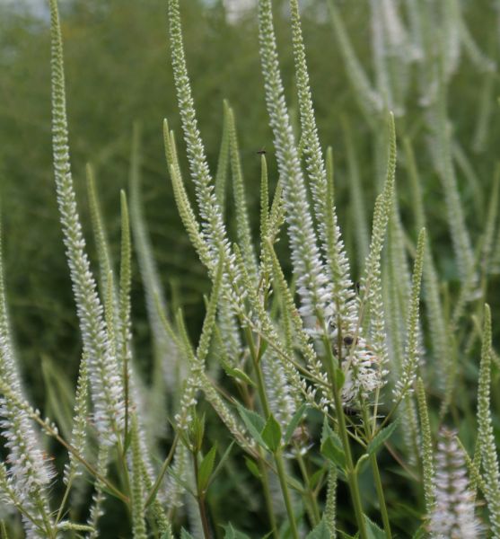 Kandelaber-Ehrenpreis Diana (Veronicastrum virginicum Diana)