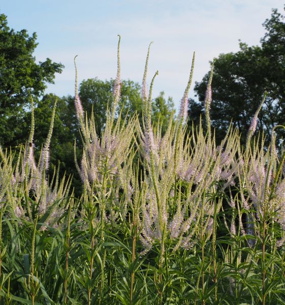 Kandelaber-Ehrenpreis Lavendelturm (Veronicastrum virginicum Lavendelturm)