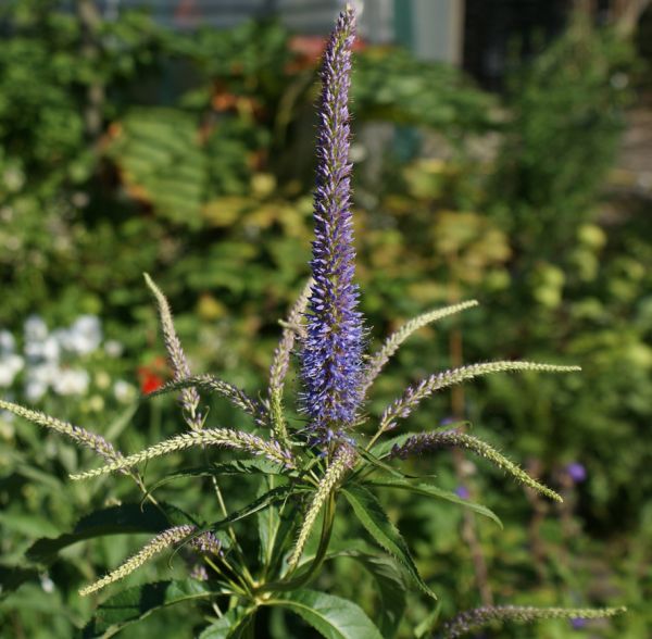 Kandelaber-Ehrenpreis Temptation (Veronicastrum virginicum Temptation)