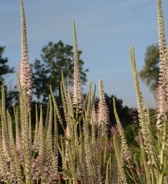 Kandelaber-Ehrenpreis Pink Glow (Veronicastrum virginicum Pink Glow)