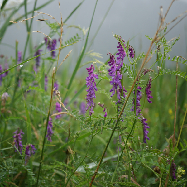 Vogelwicke (Vicia cracca)