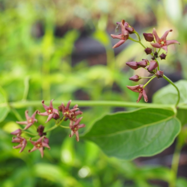 Braune Schwalbenwurz (Vincetoxicum fuscatum)