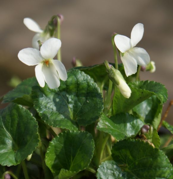 Duftveilchen Royal Wedding (Viola odorata Royal Wedding)