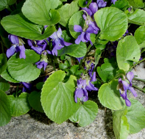 Duftveilchen (Viola odorata)