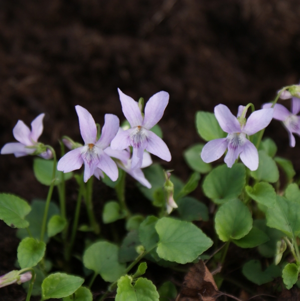 Sumpf-Veilchen (Viola palustris)