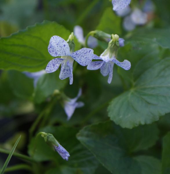 Pfingstveilchen Freckles (Viola sororia Freckles)