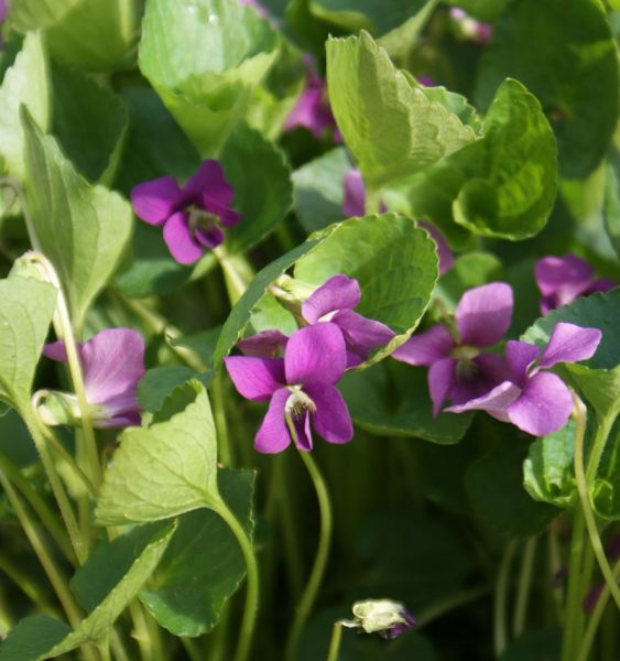 Pfingstveilchen Rubra (Viola sororia Rubra)