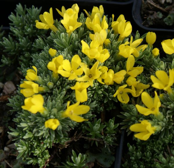 Goldprimel (Vitaliana primuliflora)