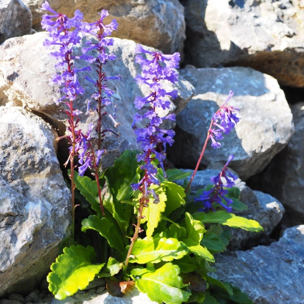 Wulfenie, Kuhtritt (Wulfenia x schwarzii)