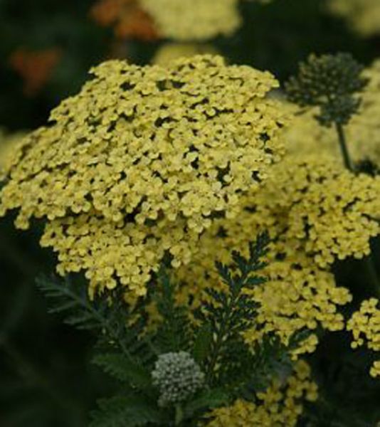 Schafgarbe Credo (Achillea filipendulina Credo)