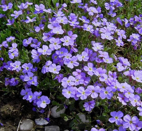 Blaukissen Hürth (Aubrieta hybride Hürth)