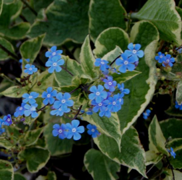 Kaukasus-Vergißmeinnicht Hadspen Cream (Brunnera macrophylla Hadspen Cream)