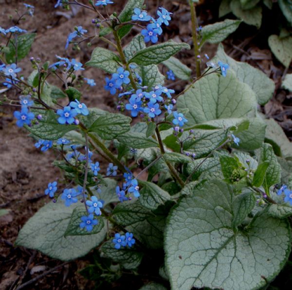 Kaukasus Vergißmeinnicht Looking Glass (Brunnera macrophylla Looking Glass) (R)