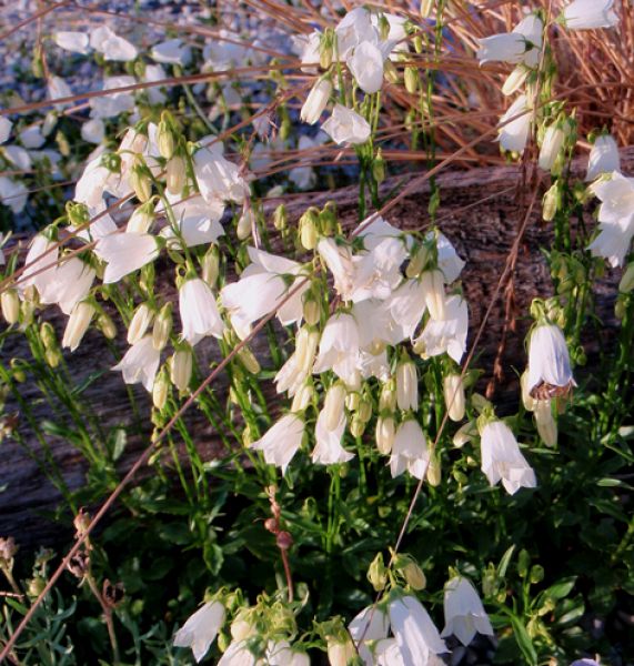 Zwerg-Glockenblume Alba (Campanula cochlearifolia Alba)