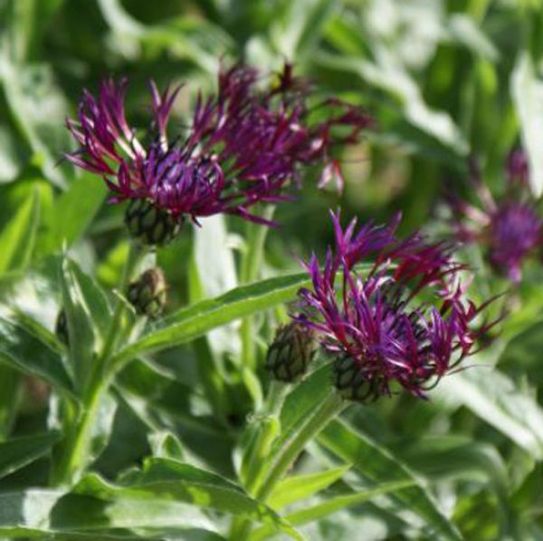 Berg-Flockenblume Jordy (Centaurea montana Jordy )