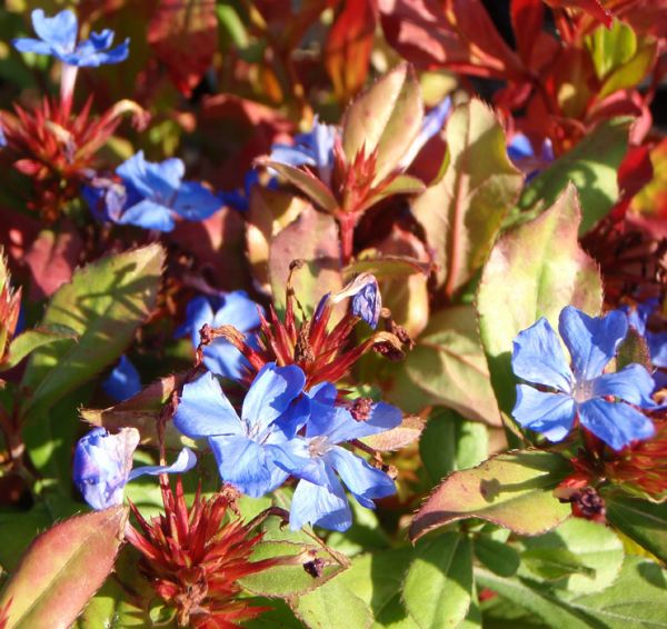 Bleiwurz (Ceratostigma plumbaginoides)